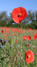 poppy